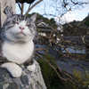 猫の魅力が全国で楽しめる♪ 動物写真家・岩合光昭のネコ写真展開催