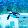 ペンギンが都会の空を飛ぶ！進化したサンシャイン水族館「天空のオアシス」ついにオープン！