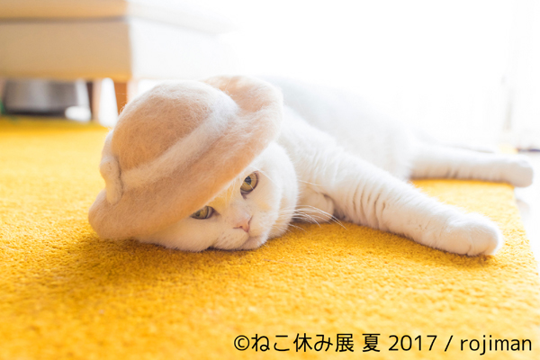 障子破り猫軍団として話題の ココニャ が初参戦 過去最大規模の ねこ休み展 東京 新潟で開催 画像1 Sgs109