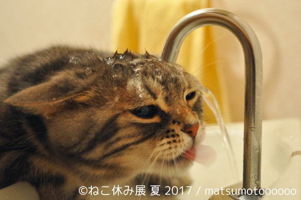 障子破り猫軍団として話題の ココニャ が初参戦 過去最大規模の ねこ休み展 東京 新潟で開催 画像10 Sgs109