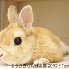 “うさぎ界の神”モキュ様も♡ 冬らしいモフモフ写真で可愛さパワーアップの「うさぎしんぼる展 2017」in 名古屋スタート！