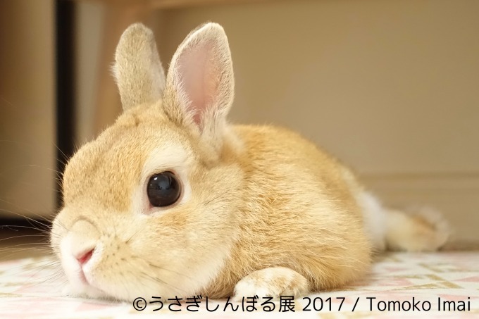 うさぎ界の神”モキュ様も♡ 冬らしいモフモフ写真で可愛さパワーアップ