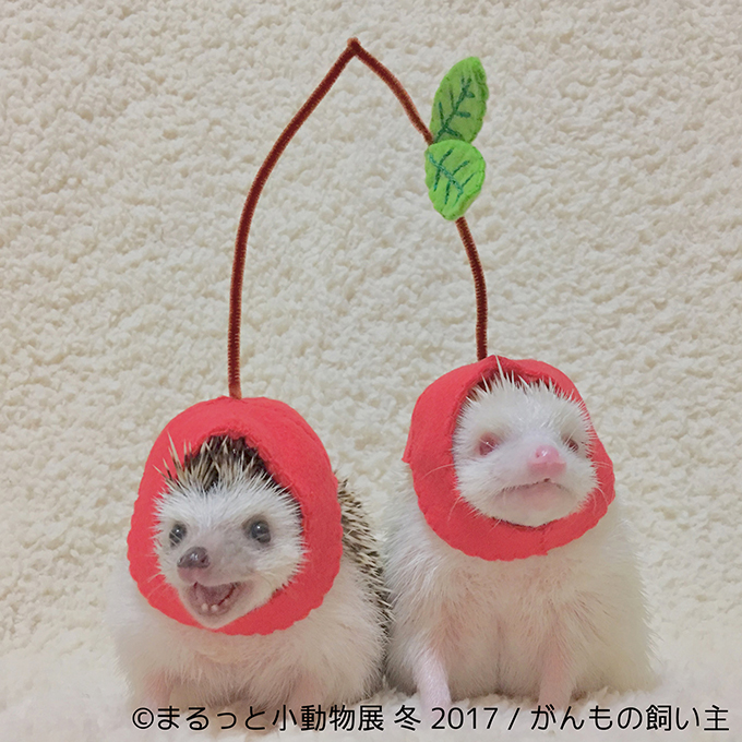 まるくてもふもふ ちっちゃな小動物たちの魅力をまるっと堪能 まるっと小動物展 冬 17 期間限定開催 詳細記事 Sgs109