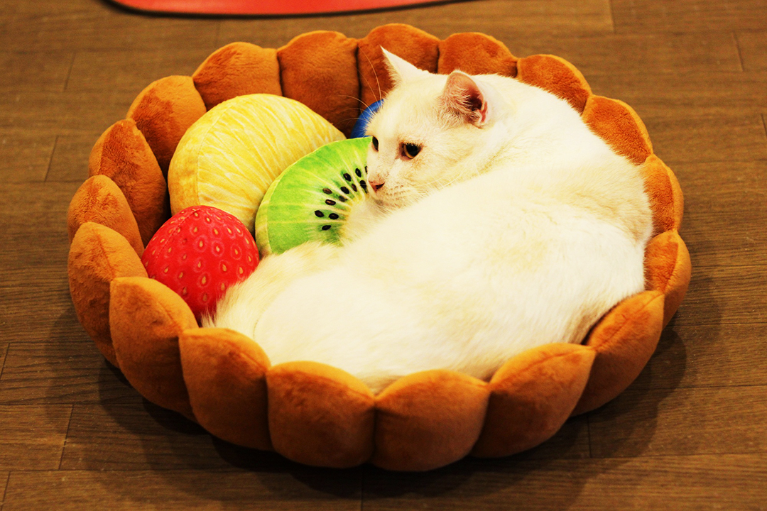 猫が寝るだけで可愛い 猫用クッション フルーツタルトの具になってスヤァ スイーツにゃんこクッション フェリシモ猫部から新発売 画像11 Sgs109