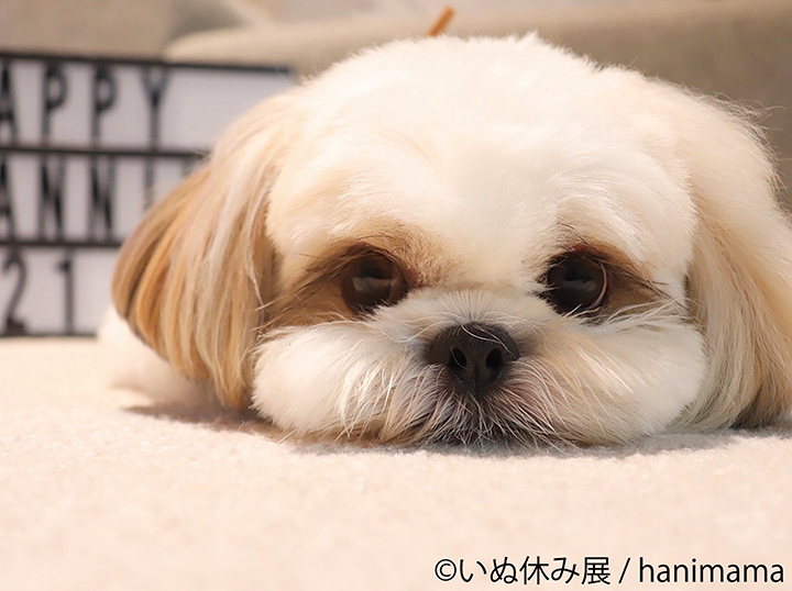 もふもふトイプードルや話題の鼻ぺちゃ犬も Sns有名犬が大集結した犬の合同写真 物販展 いぬ休み展 東京 名古屋にて開催 画像0 Sgs109
