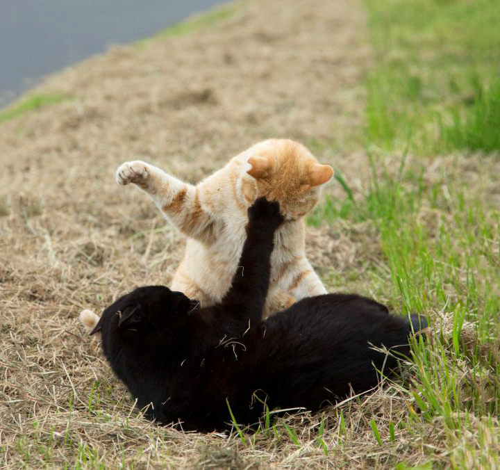 必死すぎるネコ の猫写真家 おきまさゆき最新作はクスッと笑える奇跡の 残念すぎるネコ たち 東京 京橋で写真展開催 画像1 Sgs109