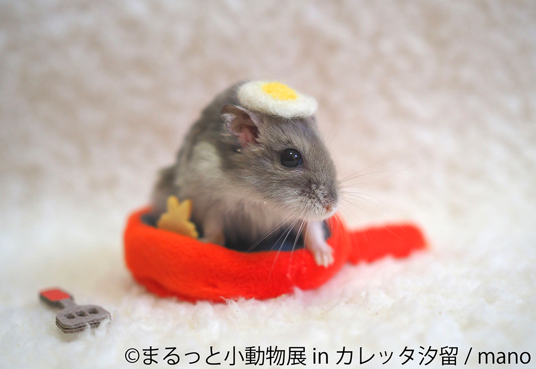 まるっ こフォルムの癒しの小動物たちが大集合 まるっと小動物展 カレッタ汐留にて開催 詳細記事 Sgs109