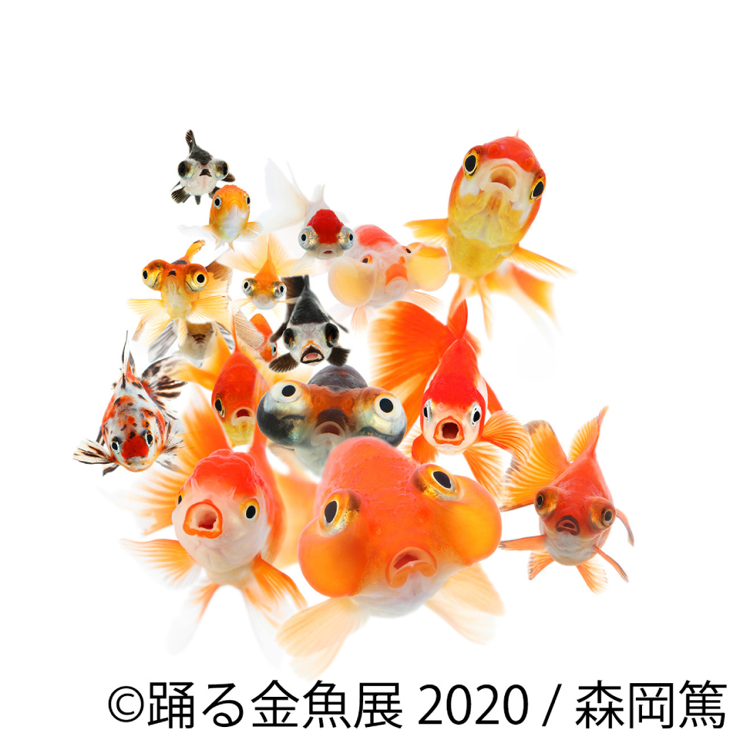 夏の風物詩 金魚 の優雅で美しい作品に心癒される 踊る金魚展 が東京 名古屋で開催 画像1 Sgs109
