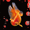 夏の風物詩“金魚”の優雅で美しい作品に心癒される♡『踊る金魚展 2020』が東京・名古屋で開催!!