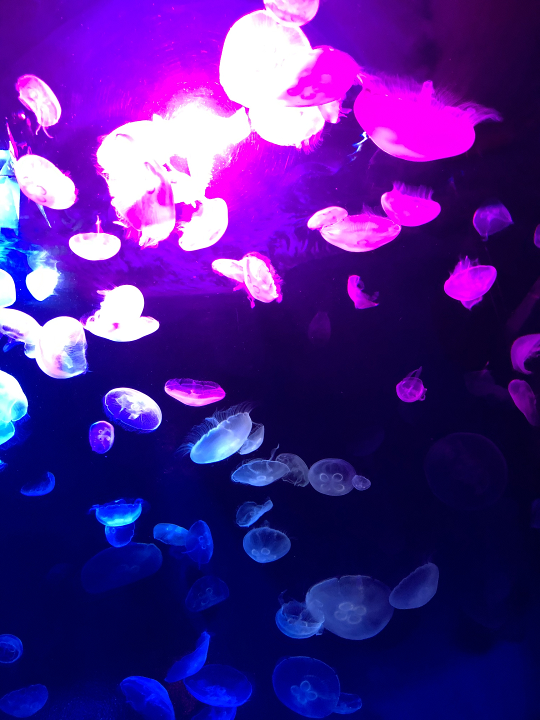 新エリア 海月空感 くらげくうかん がピンクに染まる 夜のサンシャイン水族館 もっと 性いっぱい展 開催中 レポ 画像5 Sgs109